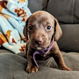 "Rory" - Chocolate Dachshund puppy in Ontario, Oregon from HayDay Dachshunds