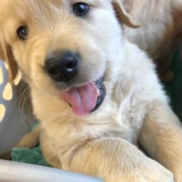 Golden Retrievers from Joy Gin Kennels