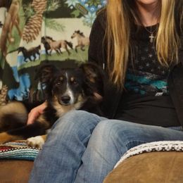 Cera - Black tri female Miniature Australian Shepherd puppy in Ada, Oklahoma from Caprock Mini & Toy Aussies
