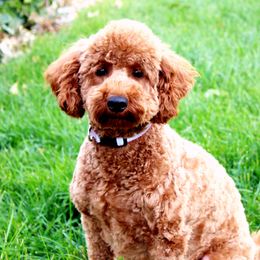 Poppy - Poodle