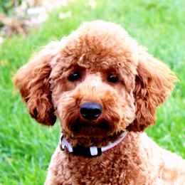 Poppy - Poodle