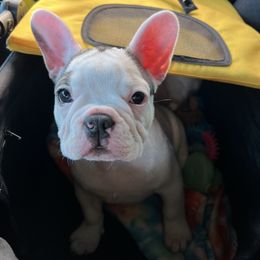 French Bulldog and Rottweiler Puppies from Von Darr Kennels
