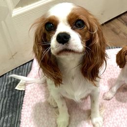 Cavalier King Charles Spaniels from Clifty Creek Cavaliers