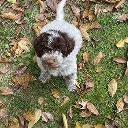 Lagotto Romagnolo Puppies from Agapē Lagotto Romagnolo