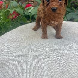 Cooper - Red  male Poodle puppy in Utica, Ohio from Poodle Me Crazy