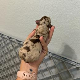 Girl 1 - Chocolate and tan female Dachshund puppy in Paradise, California from Barnes’ Doxies