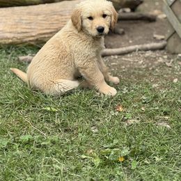 Irons - Golden Golden Retriever puppy in Ringgold, Georgia from Southern Belle's Puppies