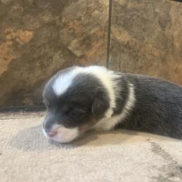 Boy 2 - Blue male Pembroke Welsh Corgi puppy in Ocala, Florida from Dolan Farms Corgis