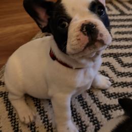 Roxy - White and brindle female French Bulldog puppy in Billings, Montana from Sugarloaf French bulldogs and Australian cattle dogs