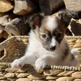 Ash - Sable male Papillon puppy in Surprise, Arizona from Papillons in Arizona