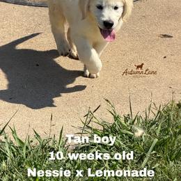 Tan boy - Light golden male Golden Retriever puppy in Knoxville, Tennessee from Autumn Lane Goldens
