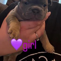 French Bulldog Puppies from Ballen Bulldogs