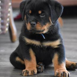 FORREST - Black and mahogany male Rottweiler puppy in Catawissa, Pennsylvania from Sharp Ridge Rottweilers