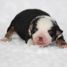 Dallas - Black tri female Miniature Australian Shepherd puppy in Circleville, Utah from Canyon Creek Aussies