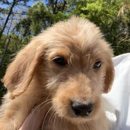 Labradoodle and Poodle Puppies from Hades Flame Kennel