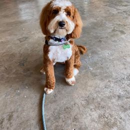 Bernedoodle and Goldendoodle All Grown Up from Austin Doodles & Poodles