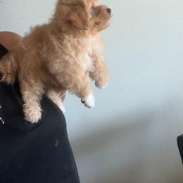 Lady Roxie - Apricot female Maltipoo puppy in Southern,, California from Maltipoo Tiny Pups & More