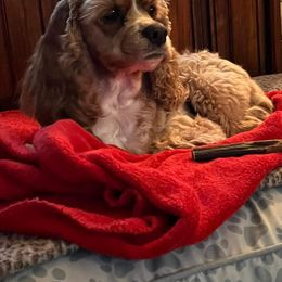 Cocker Spaniel All Grown Up from Laureen's Cocker Spaniels