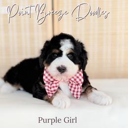 Purple Girl - Tri-color female Bernedoodle puppy in Rochester, New York from Point Breeze Doodles, LLC