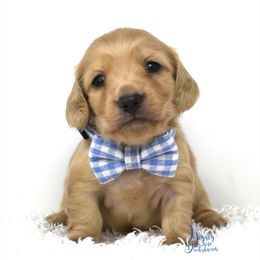 Snickerdoodle - Cream Dachshund puppy in Flint, Texas from Legacy Lane Dachshunds