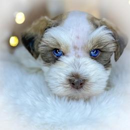 Rip - Parti male Miniature Schnauzer puppy in Dorr, Michigan from Enchanted Paws