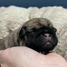 Fawn Female 1 - Fawn female Pug puppy in Martville, New York from Hug a Pug LLC