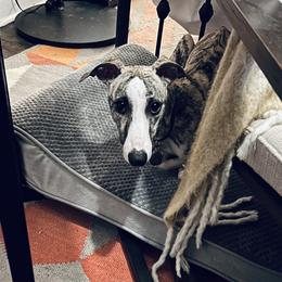 Whippet Puppies from Smithfield Park