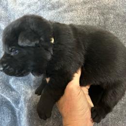 June - Sable female German Shepherd puppy in Milan, Illinois from Stonewick German Shepherds