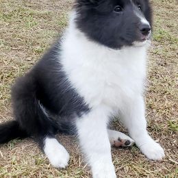 Shetland Sheepdogs from Pixie Isle Shetland Sheepdogs