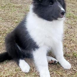 Shetland Sheepdogs from Pixie Isle Shetland Sheepdogs