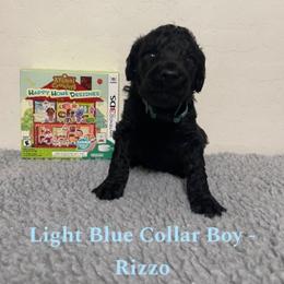 Poodle Puppies from Desert Diamond Poodles