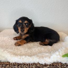 AKC Partial Dapple Girl - 2,000 - Dapple female Dachshund puppy in Fredericksburg, Texas from Goodman Dachshunds
