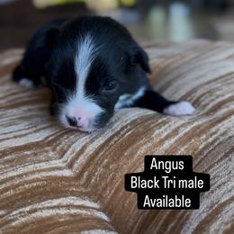 Angus - Black tri male Miniature Australian Shepherd puppy in Cave Creek, Arizona from Arizona Aussies