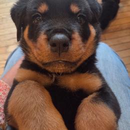 Carl - Black and tan male Rottweiler puppy in Jefferson Hills, Pennsylvania from Emperor Rottweilers