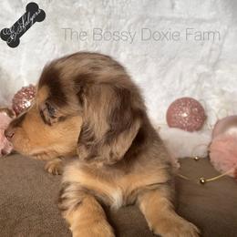 Dachshund and Miniature Schnauzer Puppies from The Bossy Doxie Farm