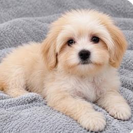 Vienna (LABOR DAY SPECIAL) - Apricot male Maltipoo puppy in Salisbury, North Carolina from Carolina Canines