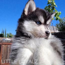 Alvin - Black and white male Pomsky puppy in Antelope, California from LittleLoyalz