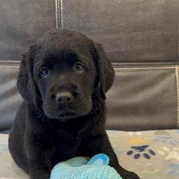 Pink - Black female Labrador Retriever puppy in Medford, Oregon from Valley View English Labs