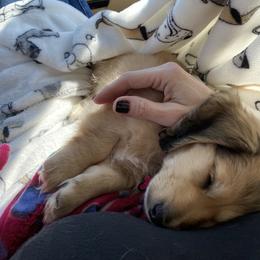 Dachshund Puppies from Meadow Ridge Dachshunds