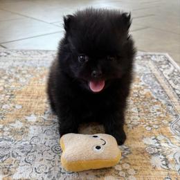 Jet - Black male Pomeranian puppy in Raymondville, Missouri from Pampered Pomskies