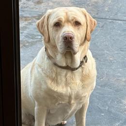 KEVA - Labrador Retriever