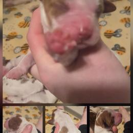 Boy 3 - Red and white male Irish Red and White Setter puppy in Glenwood City, Wisconsin from NyaStar & Chequamegon
