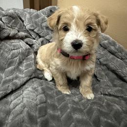 Maltipoo Puppies from Christy Mashore