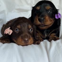 Dachshund Puppies from Lone River Dachshunds