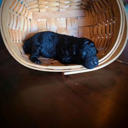 Neptune - Black female Labradoodle puppy in Genoa City, Wisconsin from Sakura Pups