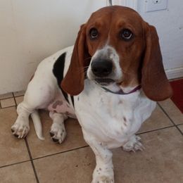 Basset Hounds from Mischievous Basset Hounds Az
