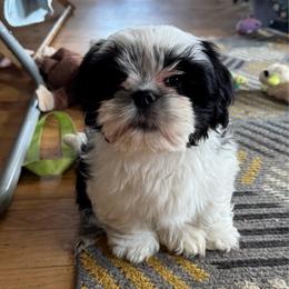 Taz - Parti male Lhasa Apso puppy in Snover, Michigan from Lhasa Fur Life