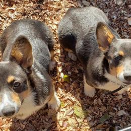 American Corgis from Circle Star Corgis