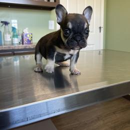 French Bulldog Puppies from Orderofthebulldogs, LLC