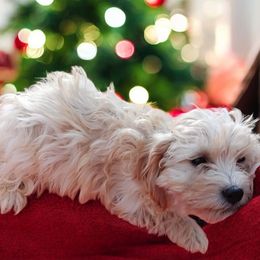 Boy 3 Knox - Apricot male Cavapoo puppy in Salisbury, North Carolina from Carolina Canines